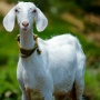 3 Manfaat Mengonsumsi Daging Kambing untuk Kesehatan pada Ibu Hamil