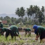 BRI Catat Perbaikan Signifikan Bisnis UMKM, Sektor Pertanian Jadi Penopang