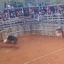 Viral, Tradisi Ngadu Bagong vs Anjing Tuai Pro dan Kontra, Netizen Sentil Animal Defender Bersuara