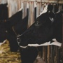 Tanpa Nego! Prabowo Langsung Boyong Sapi Kurban Spesial Rp500 Juta, Ini 5 Fakta Menarik Dibaliknya