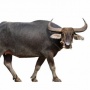 Berbeda dengan Sapi, Ini 3 Manfaat Mengonsumsi Daging Kerbau