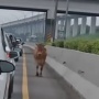 Heboh! Ulahnya Bikin Macet, Ending Sapi Kurban usai Berkeliaran di Tol Jagorawi