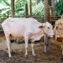 Kurban Ramah Lingkungan Makin Digaungkan, Kemas Daging dengan Besek Bambu dan Optimalkan Limbah