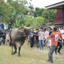 Mengenal Sapi Ongole, Jenis Sapi Pilihan Jokowi untuk Kurban Idul Adha 2024