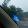 7 Video Viral Sapi Lepas: Jatuhkan Motor hingga Masuk Jalan Tol