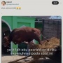10 Momen Idul Adha Core yang Viral di X, Sapi Kabur Hingga Aksi Tidak Biasa Emak-emak