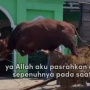 10 Meme Hewan Kurban yang Viral, Meriahkan Idul Adha 2024