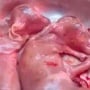 Heboh Sapi Kurban Jantan di Pekanbaru Punya 2 Bayi dalam Perut