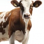 Perbedaan Sapi Limousin dan Simmental, Sama-sama Favorit Hewan Kurban Presiden, Mana Lebih Unggul?