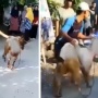 Viral Kambing Kurban di Ponorogo 'Hidup' Lagi Usai Disembelih