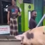 Viral! Ustad di Papua Bingung Dapat Babi untuk Kurban, Netizen: yang Ngirim Mungkin Mualaf
