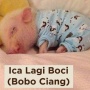 Mengapa Babi Dipanggil Ica oleh Netizen? Meme Ini Penyebabnya