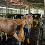 Susu Terus Didorong sebagai Sumber Nutrisi Penting Lewat Pengembangan Peternak Lokal