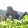 Petani Tembakau Terancam Nganggur Adanya Aturan Baru Soal Rokok