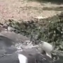 Geger Makam di Banyuwangi Dibongkar, Pelaku Bawa Kabur Tali Pocong dan Benda Ini