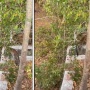 Viral! Penampakan Mirip Macan Tutul di Hutan Baluran