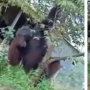 Miris! Tergusur Pembangunan, Orang Utan Sebesar Pohon Terpaksa Turun ke Jalan