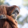 Viral Berukuran Raksasa Nyaris Sebesar Rumah di Kalimantan, Ini Fakta-fakta Orang Utan yang Habitatnya Rusak