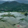 Terjadi Luapan Sungai, Sawah Penghasil Padi di Kabupaten Konawe Belum Produksi