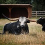 Sapi Tanduk Panjang Texas Kabur dari Trailer, Ciptakan Kekacauan di Jalan Raya Pennsylvania