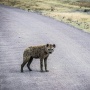 Heboh! Hyena Liar Nyasar di Pasar Kota Nguru Nigeria Akhirnya Tertangkap