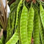 Benarkah Makan Petai Bisa Memicu Asam Urat? Zat Ini yang Menjadi Biang Keladinya