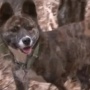 Tertabrak Truk dan Dikubur, Anjing Tangguh Ini Merangkak Keluar dari Tanah Pulang ke Pemiliknya