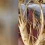 8 Obat Kuat Alami agar Tahan Lama di Atas Ranjang
