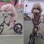 Bukan Editan! Video Anjing Pintar Bersepeda dan Main Skateboard Viral di Media Sosial