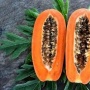 Bahaya! Jangan Makan Pepaya Bersamaan dengan Buah-buahan dan Makanan Ini