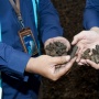 PLN IP Manfaatkan Tankos sebagai Biomassa di PLTU Sintang Untuk Energi Bersih Kalbar
