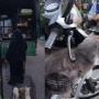 Tak Pilih Kasih, Ibu Ini Sewa Truk Boyong Kucing-kucingnya saat Pindah Rumah