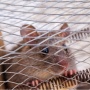Cegah Mobil Jadi Sarang Tikus: Ini 7 Langkah Jitu Agar Mobil Tetap Bersih
