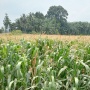 Pemerintah Mulai Kembali Tanam Jagung di Lahan Hutan Seluas 168 Ribu Hektare