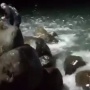 Fenomena Unik, Banyak Ikan Muncul Untuk Menghangatkan Diri di Pantai Selatan Cianjur