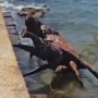 Cek Fakta: Fenomena Ikan Naik ke Daratan, Kepiting Raksasa Muncul di Pantai Kupang NTT