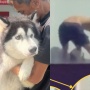 Kejam! Pebulutangkis Malaysia Didenda Rp89 Juta Karena Siksa Anjing