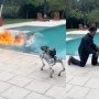 Youtuber Minta Robot Anjing Senilai Rp1,5 M Menggonggong, Malah Semburkan Api ke Arahnya