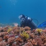 PLN IP UBP Jeranjang Pulihkan Kerusakan Terumbu Karang di Taman Laut Pandanan