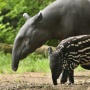 Tapir Makan Apa? Viral Hewan Langka Ini Masuk ke Rumah Warga