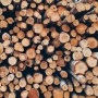 Mengenal Akar Bajakah Asli Kalimantan, Warisan Alam Indonesia untuk Kesehatan