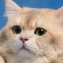 Sukses Rebut Hati Netizen, Kenapa Kucing Kiwi Bisa Begitu Populer?