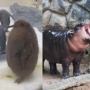 Saingan Moo Deng? Pesto si Bayi Penguin Raksasa Jadi Sorotan usai Aksi Lucunya Viral
