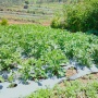LPDB-KUMKM Dongkrak Produktivitas Petani Kentang di Dieng melalui Koperasi