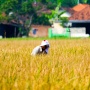 WPI Bantu Petani Banyuasin Ubah Rawa Jadi Lahan Pangan
