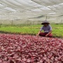 Dari Kebun Sayur 1/4 Hektar, Arbain Raih Impian Jadi Juragan Berkat KUR BRI