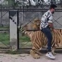 Viral! Pria Ini Santai Tunggangi Harimau Berantai, Tren Pelihara Satwa Liar di Paksitan Bikin Warganet Murka!