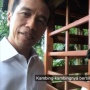Pulang ke Solo Jelang Lengser, Jokowi Siap Boyong Kambing Ternak dari Istana Bogor: Awalnya 5 jadi 43 Ekor!