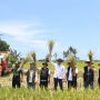 Serap Panen di Banyuwangi, Bentuk Konsistensi Program Mitra Tani Perum Bulog