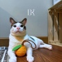 Terungkap! Segini Penghasilan YouTube Bobby, Kucing Prabowo yang Viral Usai Muncul di Istana Negara
